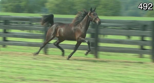 Standard Bred Yearlings